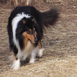 Collie All Grown Up from Garlind Ridge Collies