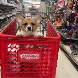 Boy 4 - Sable male Pembroke Welsh Corgi puppy in Ocala, Florida from Dolan Farms Corgis