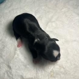 Spot - Black and white male Havanese puppy in Hampton, Virginia from Nevin Keeney
