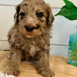 Lark - Merle male Goldendoodle puppy in Livermore, Colorado from Heritage Hills Family Doodles