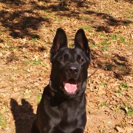 German Shepherds from Rathbone Kennels