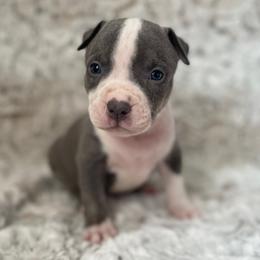 Pandora - Blue tri-color female American Bully puppy in Purdy, Missouri from Shotgun Pups