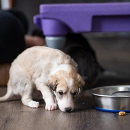 Brass - Cream male Silken Windhound puppy in Michigan from Regalant Silken Windhounds