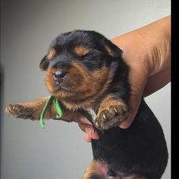 Ryland - Black and tan male Yorkshire Terrier puppy in North Chesterfield, Virginia from YorkieLover