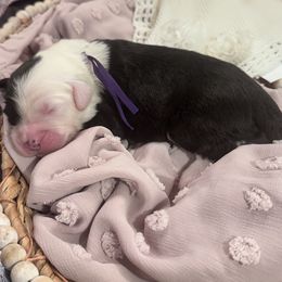 Dark Purple collar  female - Gray and white female Old English Sheepdog puppy in Mesa, Arizona from Desert Sheepies and Doodles