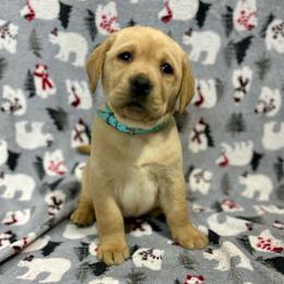 Blue - Yellow female Labrador Retriever puppy in Iowa City, Iowa from Country Road Acres
