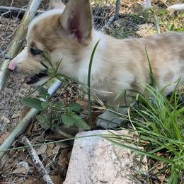 American Corgi and Pembroke Welsh Corgi Puppies from Swell Corgis