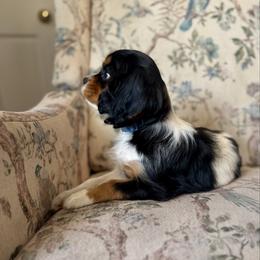 Mateo - Tri-color male Cavalier King Charles Spaniel puppy in Mount Dora, Fl, Florida from Breezy Palms Cavaliers