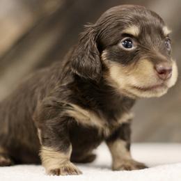 Truffle - Chocolate and cream female Dachshund puppy in Alto, Texas from Prima Dachshunds