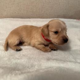 Aaron - Cream male Dachshund puppy in Avinger, Texas from Lone Star Longhair Dachshunds