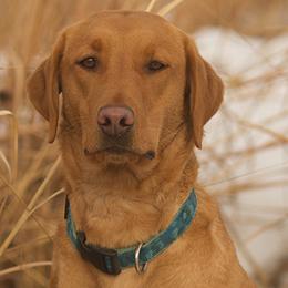 Labrador Retrievers from Indian Creek British Labs