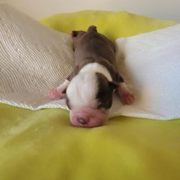 Boston Terrier Puppies from Rafael Nieves Martinez