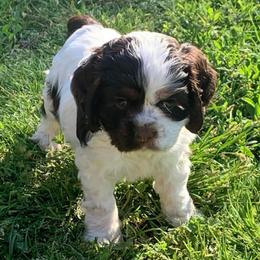 Willow - Brown white and tan female Cocker Spaniel puppy in Gadsden, Alabama from Rich Cat’s