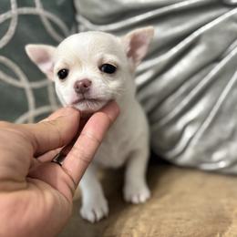TBD - Cream and white male Chihuahua puppy in Davenport, Florida from Clan Cordovathone