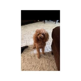 Rusty - Poodle