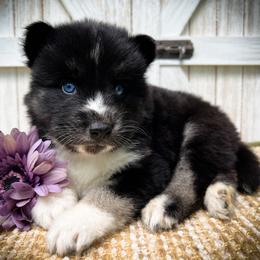 Mia - Black and white female Siberian Husky puppy in Union Grove, Alabama from Southern Siberian Life