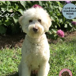 Zoe - Australian Labradoodle