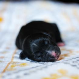 Grimm - Black & white male Miniature American Shepherd puppy in Battle Ground, Washington from Casita Miniature American Shepherds