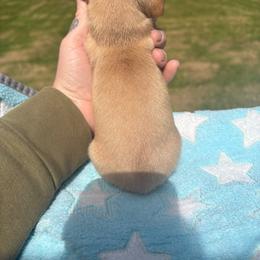 Trina - Red female Dachshund puppy in Richwood, West Virginia from Wild and Wonderful Wieners