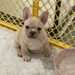 Bulldog and French Bulldog Puppies from Empire Bulldogs & French Bulldogs