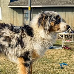 Roxy - Miniature Australian Shepherd