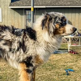 Roxy - Miniature Australian Shepherd