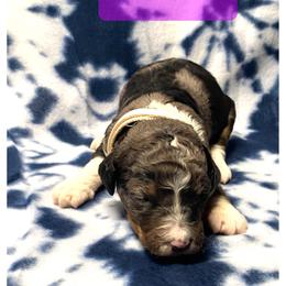 Sadie - Tri-color female Bernedoodle puppy in Battle Creek, Michigan from T-Rose’s Bernedoodle & Pomsky Puppies
