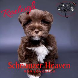 Raeleigh AKC - Liver female Miniature Schnauzer puppy in Pelzer, South Carolina from Schnauzer Heaven Von Longbach