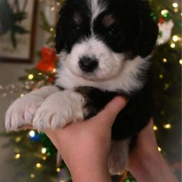 Cupid - Tri-color male Bernedoodle puppy in Lookout, California from Remington Kennels, LLC