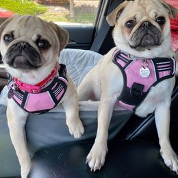 Pug Puppies from House of Briggs Pugs