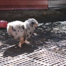 Wiggles - Blue merle female Australian Shepherd puppy in Sonoita, Arizona from Gardner Canyon Kennels
