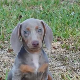 Dachshund puppies from ThePuppyVille
