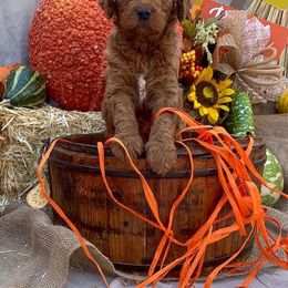 Goldendoodle Puppies from OCGoldendoodles