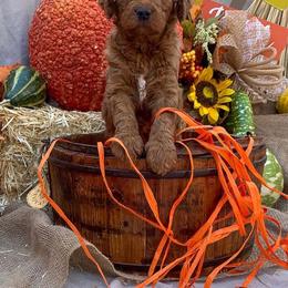 Goldendoodle Puppies from OCGoldendoodles