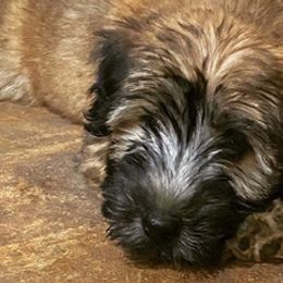 Goldendoodles and Whoodles from Downsville Doodles