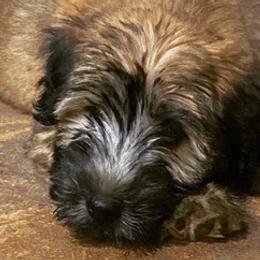 Goldendoodles and Whoodles from Downsville Doodles