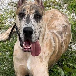 Great Dane Puppies from F&B Kennels