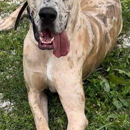 Great Dane Puppies from F&B Kennels