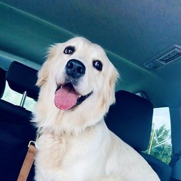 Golden Retriever Puppies from Panhandle PawsNClaws