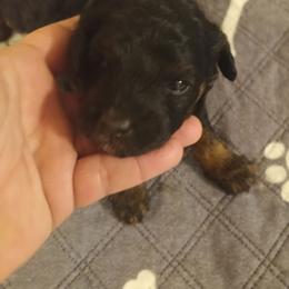 Girl two - Phantom female Poodle puppy in East Providence, Rhode Island from Marta's Cavaliers