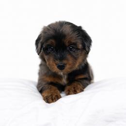 Black collar - Blue merle female Aussiedoodle puppy in Fairmount, Georgia from Muscadine Meadows Farm