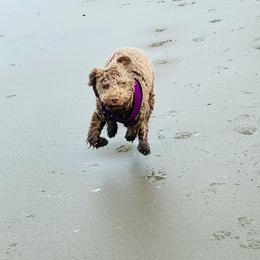 Lagotto Romagnolo Puppies from Fino Lagotto