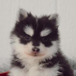 Pomskies from Golden Pawsibility Puppies