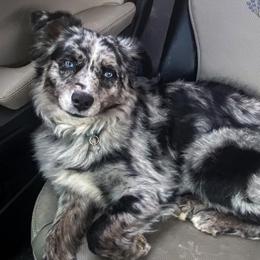 Skye - Australian Shepherd