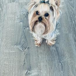 Yorkshire Terrier All Grown Up from Blueberry Brook