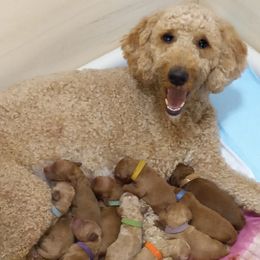Goldendoodles from Rosiedoodles