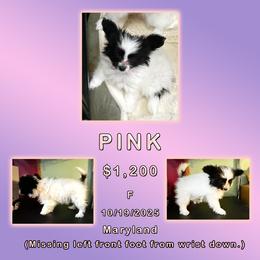 Pink - White and sable female Papillon puppy in Oakland, Maryland from Holly Huxford