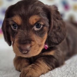 Dachshunds from Joaquin Gutierrez