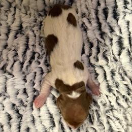 KIVA AKC - Piebald female Dachshund puppy in Sacramento, California from Valentina's mini  AKC Dachshunds