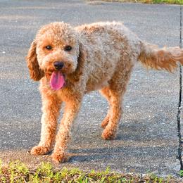 Poppy - Goldendoodle